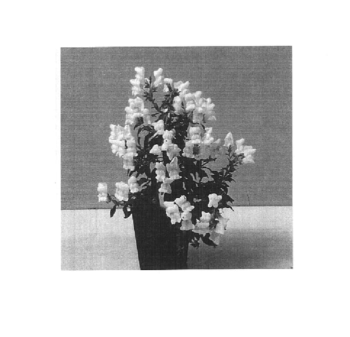 Figure 1 of US plant patent PP14711, the photograph of Balumwhitim printed in the patent.