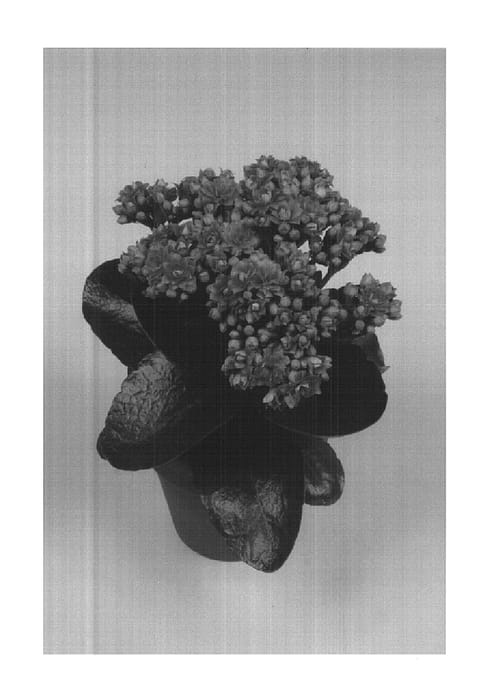 Figure 1 of US plant patent PP14712, the photograph of La Douce printed in the patent.