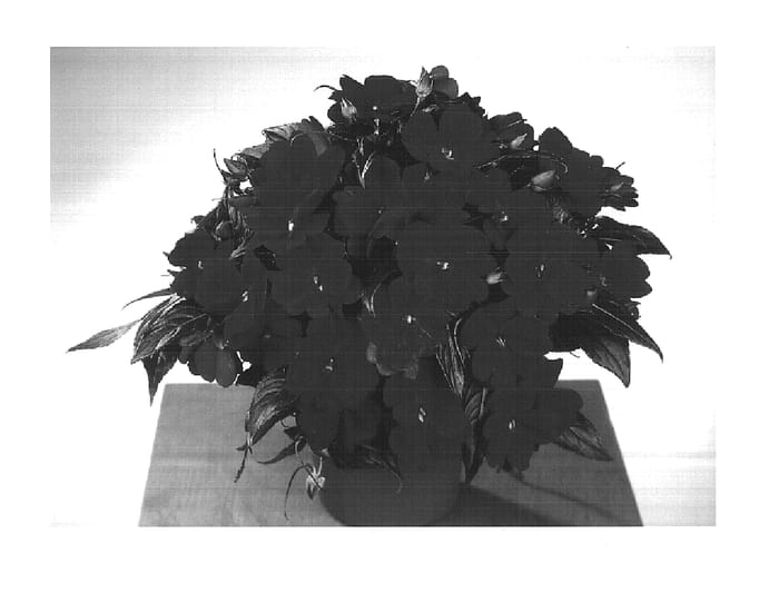 Figure 1 of US plant patent PP14713, the photograph of Fisnics Lired printed in the patent.