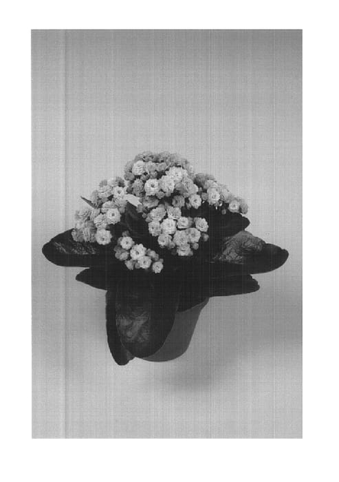 Figure 1 of US plant patent PP14714, the photograph of Monroe printed in the patent.