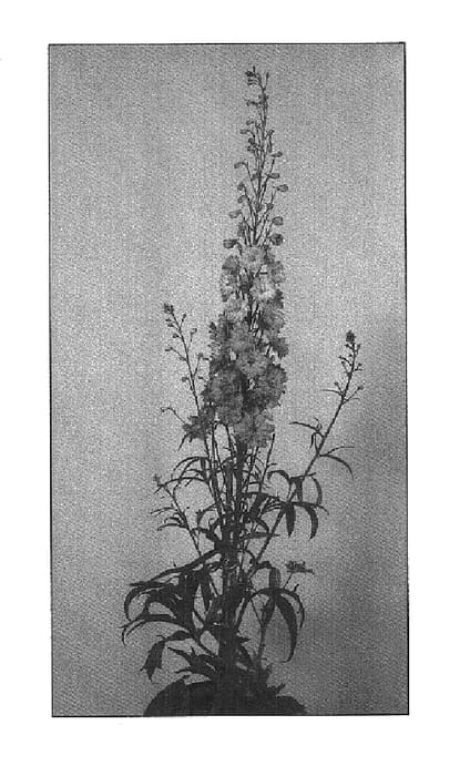Figure 1 of US plant patent PP14715, the photograph of Coral Sunset printed in the patent.