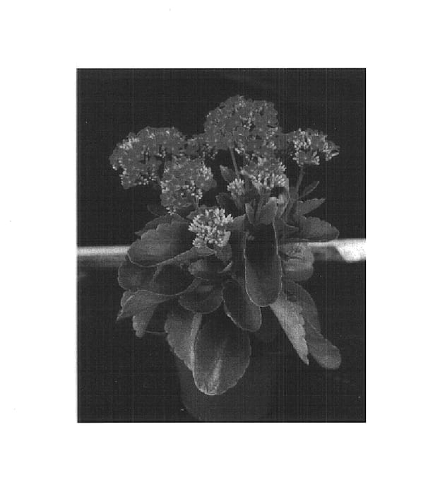 Figure 1 of US plant patent PP14716, the photograph of Forever Midi Orange Glow printed in the patent.