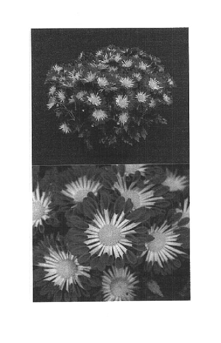 Figure 1 of US plant patent PP14717, the photograph of Yoplymouth printed in the patent.
