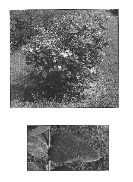 Figure 1 of US plant patent PP14718, the photograph of Bosacand printed in the patent.