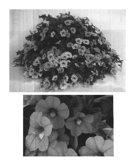 Figure 1 of US plant patent PP14719, the photograph of Illumination Light Pink printed in the patent.