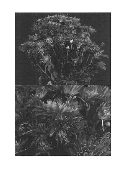 Figure 1 of US plant patent PP14720, the photograph of Rosy Yodenise printed in the patent.