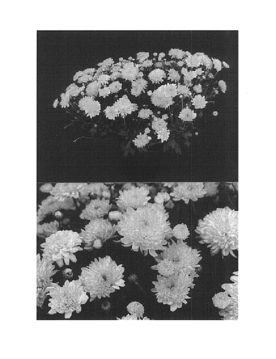 Figure 1 of US plant patent PP14721, the photograph of Golden Yolynn printed in the patent.