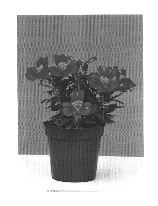 Figure 1 of US plant patent PP14722, the photograph of Tara printed in the patent.