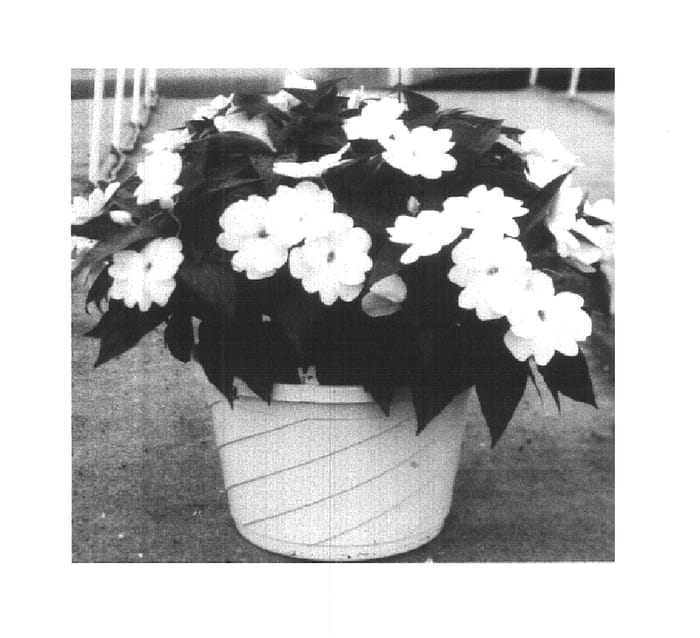 Figure 1 of US plant patent PP14723, the photograph of Fisnics White printed in the patent.