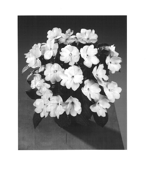 Figure 1 of US plant patent PP14724, the photograph of Fisupnic White printed in the patent.