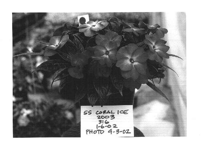 Figure 1 of US plant patent PP14725, the photograph of Fisupnic Coral Ice printed in the patent.