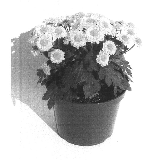 Figure 1 of US plant patent PP14726, the photograph of Moza Sunc 02 printed in the patent.