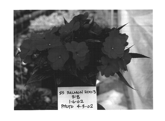 Figure 1 of US plant patent PP14727, the photograph of Fisupnic Salmon printed in the patent.