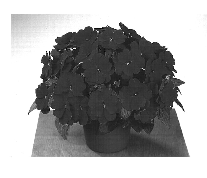 Figure 1 of US plant patent PP14728, the photograph of Fisnics Purple printed in the patent.