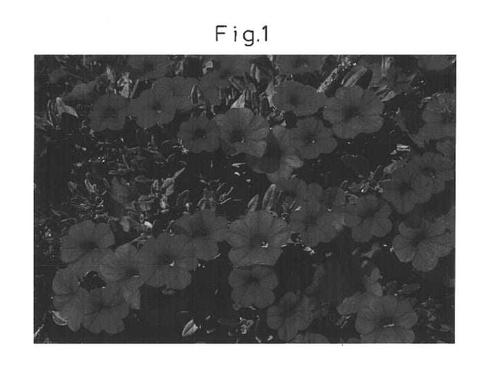 Figure 1 of US plant patent PP14729, the photograph of Sunbelrikupi printed in the patent.