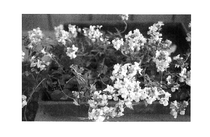 Figure 1 of US plant patent PP14730, the photograph of Pencand printed in the patent.