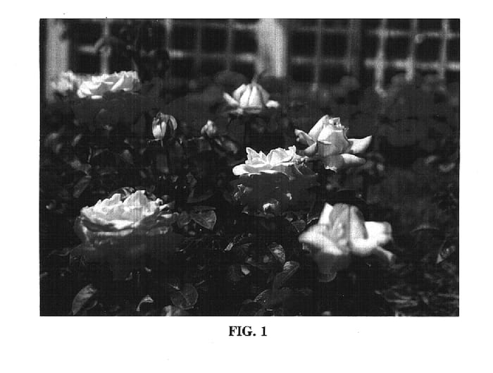 Figure 1 of US plant patent PP14731, the photograph of BAIpeace printed in the patent.