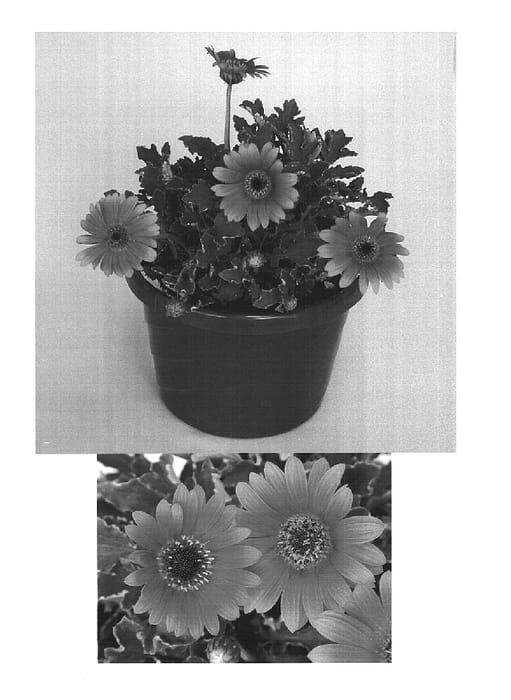 Figure 1 of US plant patent PP14732, the photograph of Archnah printed in the patent.