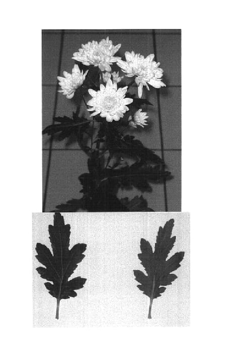 Figure 1 of US plant patent PP14733, the photograph of Zembla Yellow printed in the patent.