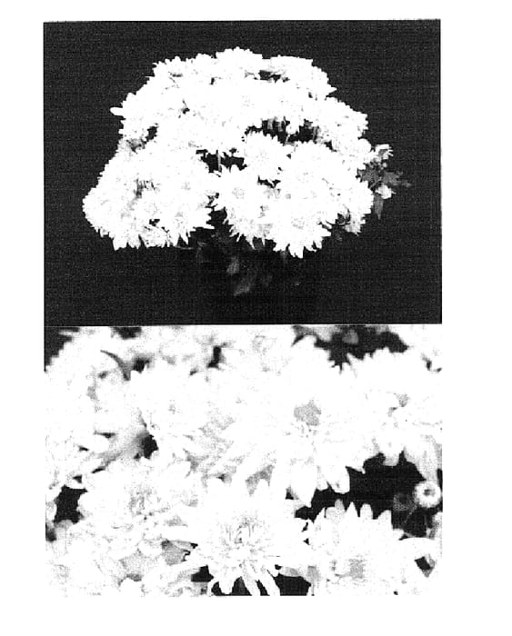 Figure 1 of US plant patent PP14734, the photograph of Yellow Chablis printed in the patent.