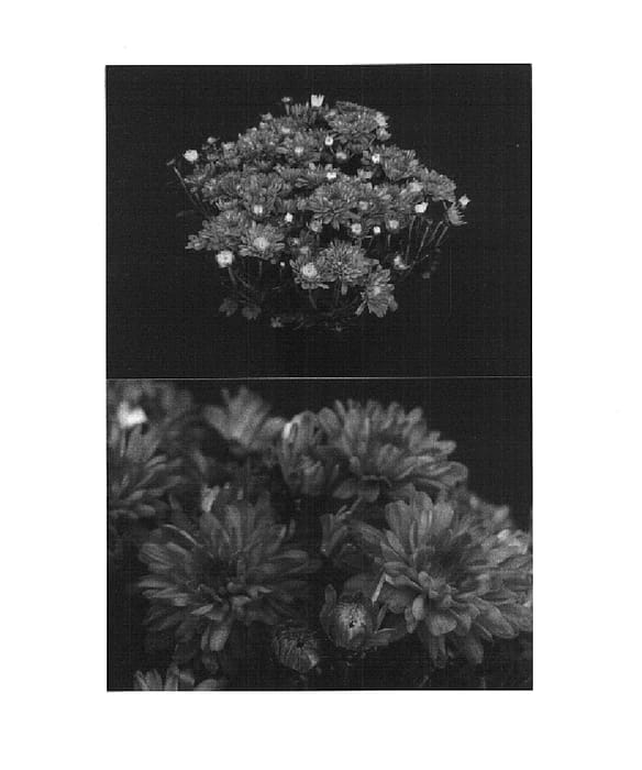 Figure 1 of US plant patent PP14735, the photograph of Bold Yomelissa printed in the patent.