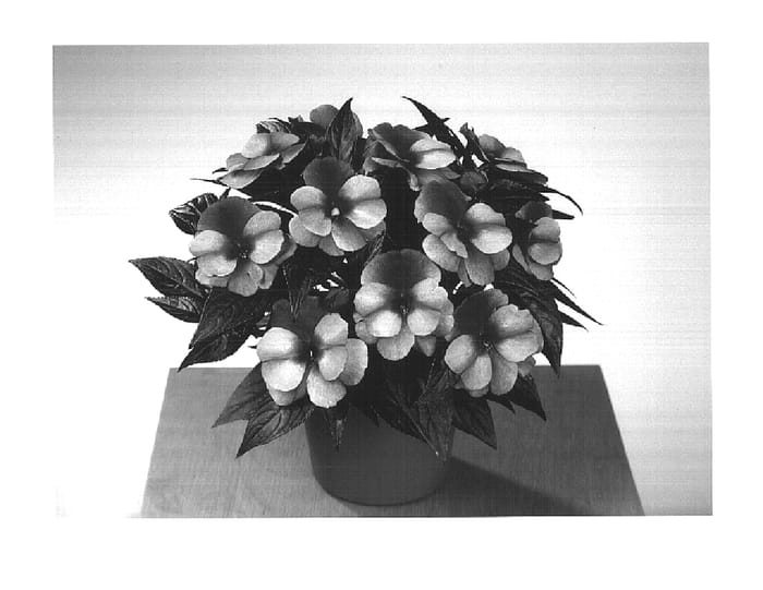 Figure 1 of US plant patent PP14736, the photograph of Fisnics Sweet Orange printed in the patent.