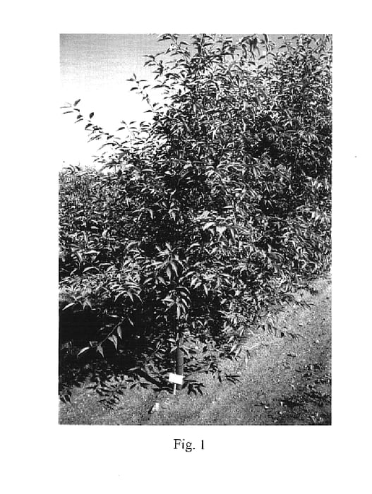 Figure 1 of US plant patent PP14737, the photograph of Piku 1 printed in the patent.