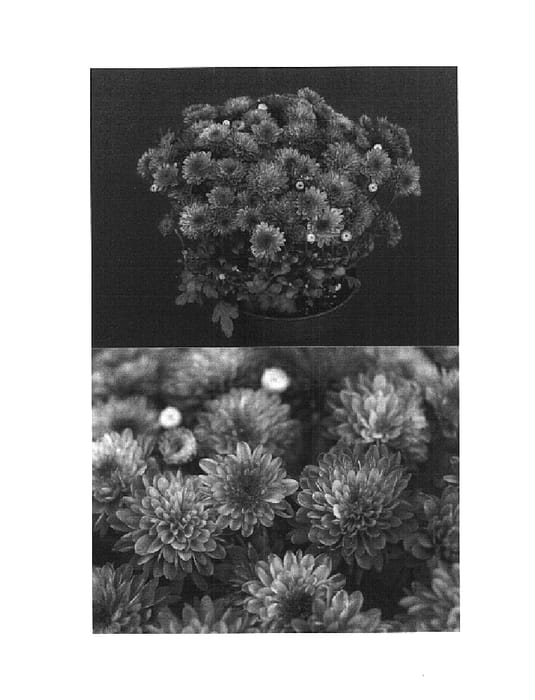 Figure 1 of US plant patent PP14738, the photograph of Foxy Yopatricia printed in the patent.