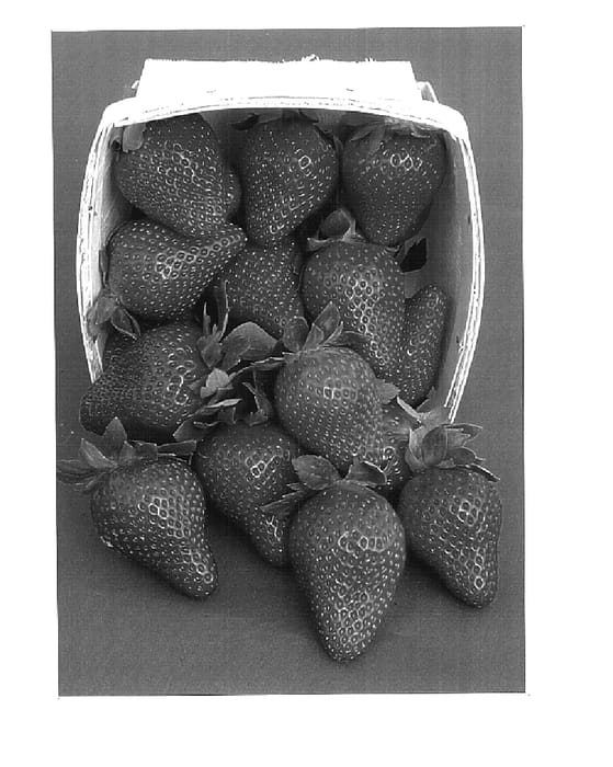 Figure 1 of US plant patent PP14739, the photograph of Strawberry Festival printed in the patent.
