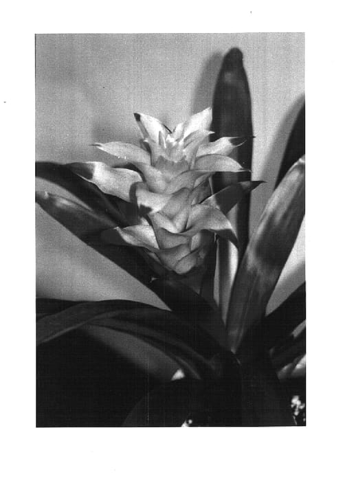 Figure 1 of US plant patent PP14740, the photograph of Amimosa printed in the patent.