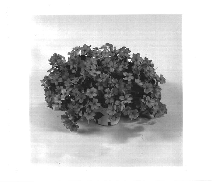 Figure 1 of US plant patent PP14741, the photograph of Danchesal printed in the patent.