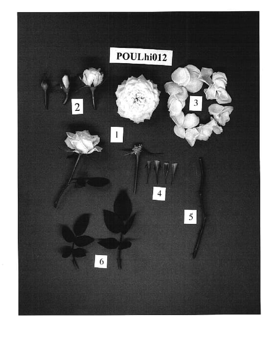 Figure 1 of US plant patent PP14742, the photograph of POULhi012 printed in the patent.