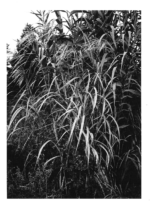 Figure 1 of US plant patent PP14743, the photograph of Gilded Tower printed in the patent.