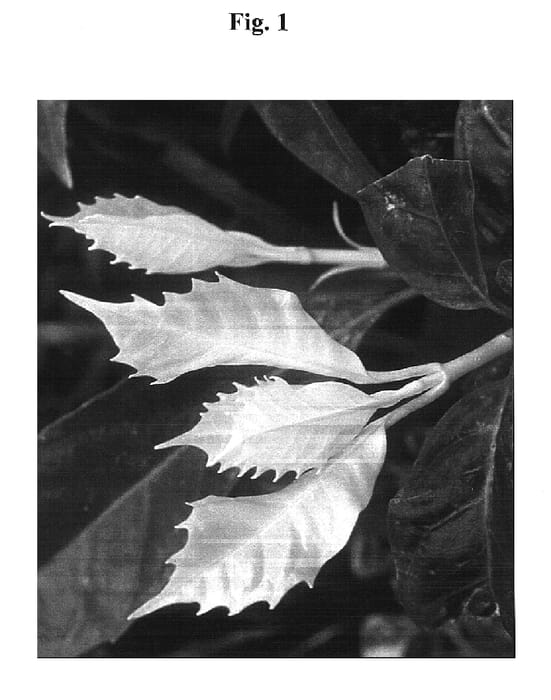 Figure 1 of US plant patent PP14744, the photograph of Natsu-No-Kumo printed in the patent.