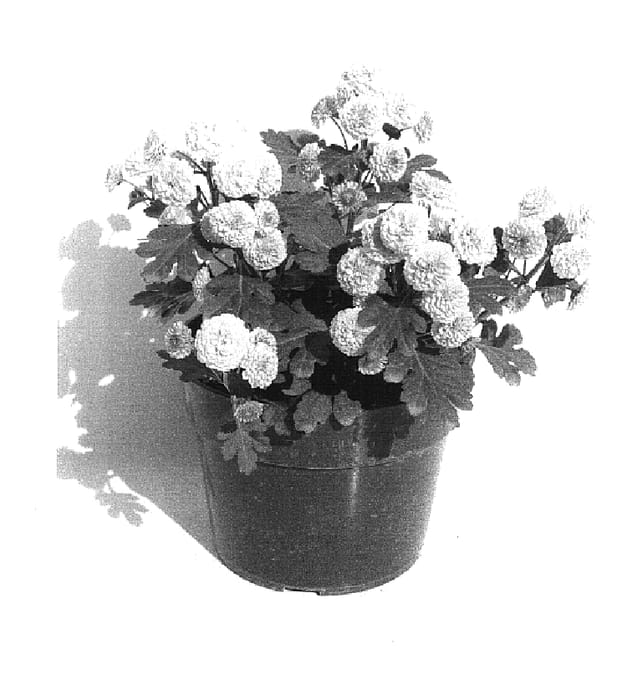 Figure 1 of US plant patent PP14745, the photograph of Moza Con 02 printed in the patent.