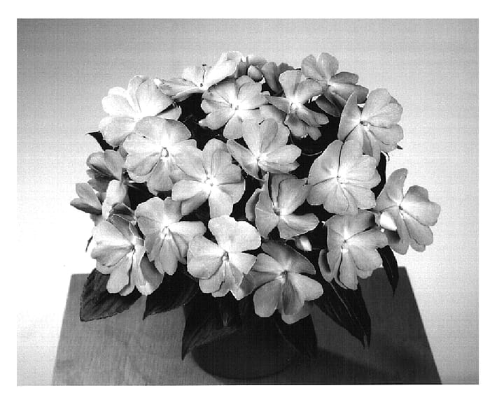 Figure 1 of US plant patent PP14746, the photograph of Fisnics Lilav printed in the patent.