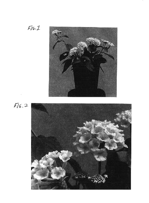 Figure 1 of US plant patent PP14747, the photograph of Baluclem printed in the patent.