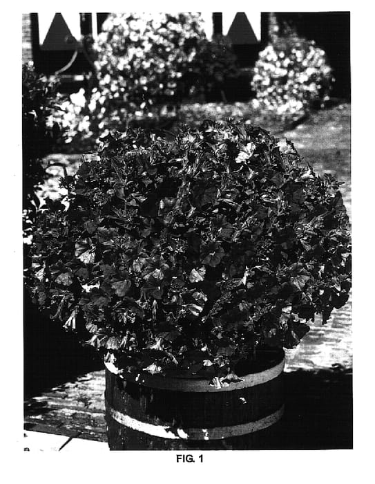 Figure 1 of US plant patent PP14748, the photograph of Keipabukas printed in the patent.