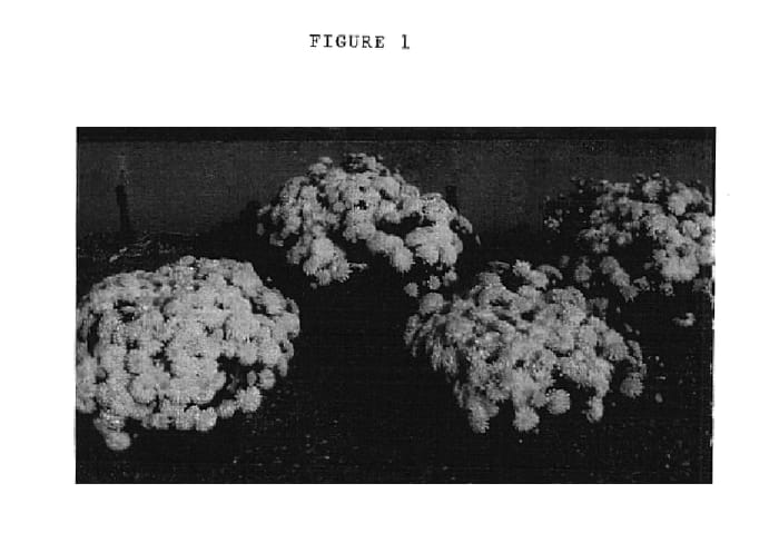 Figure 1 of US plant patent PP14749, the photograph of MN90-275-27 printed in the patent.