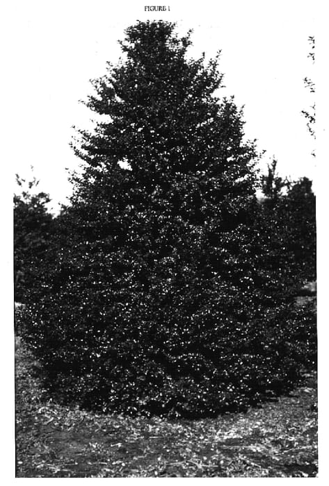 Figure 1 of US plant patent PP14750, the photograph of Rutzan printed in the patent.
