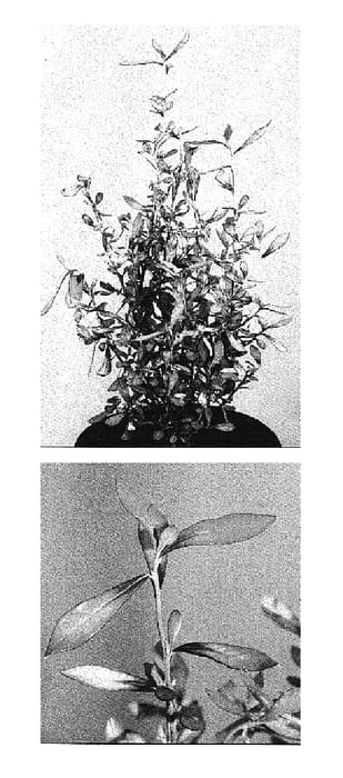 Figure 1 of US plant patent PP14751, the photograph of Tutti Frutti printed in the patent.