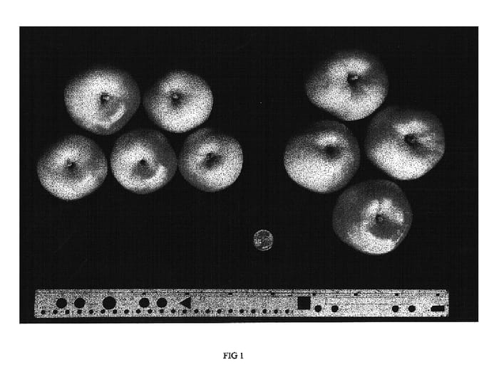 Figure 1 of US plant patent PP14752, the photograph of Weaver printed in the patent.