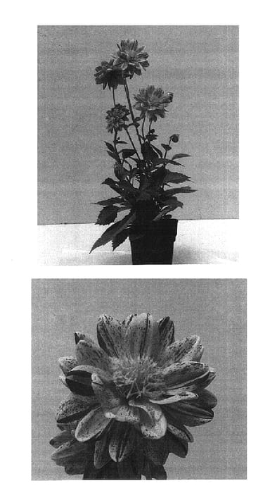 Figure 1 of US plant patent PP14753, the photograph of Patricia printed in the patent.