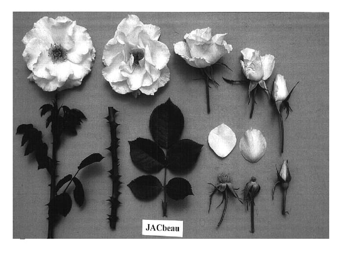 Figure 1 of US plant patent PP14754, the photograph of JACbeau printed in the patent.