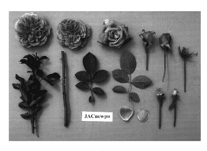 Figure 1 of US plant patent PP14755, the photograph of Jacnewpu printed in the patent.