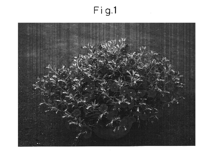 Figure 1 of US plant patent PP14756, the photograph of Sunbelre printed in the patent.
