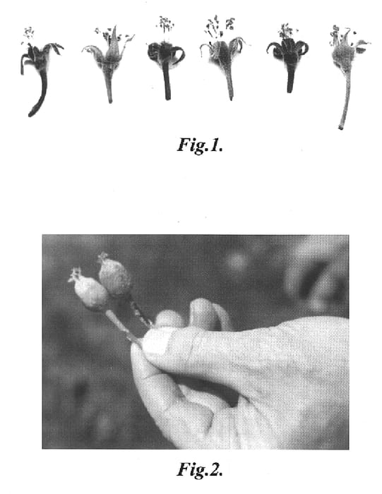 Figure 1 of US plant patent PP14757, the photograph of Burchinal Red Delicious printed in the patent.
