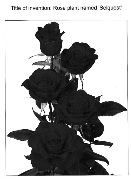 Figure 1 of US plant patent PP14758, the photograph of Selquest printed in the patent.