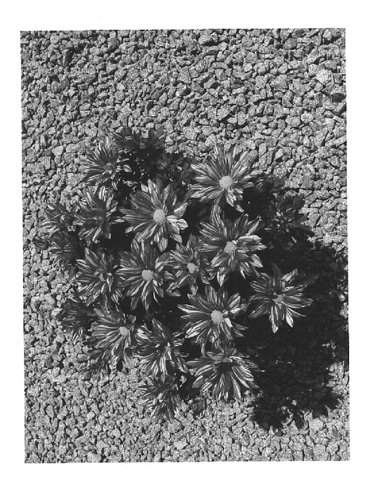 Figure 1 of US plant patent PP14759, the photograph of JMay02 printed in the patent.