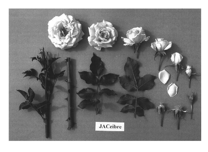 Figure 1 of US plant patent PP14760, the photograph of JACeibre printed in the patent.